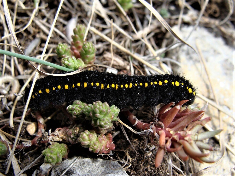 un bruco di farfalla Apollo, di colore nero e con una caratteristica striscia di puntinatura gialla che corre lungo tutto il suo sviluppo